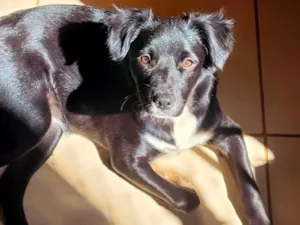 Cachorro raça SRD-ViraLata idade 1 ano nome Sky
