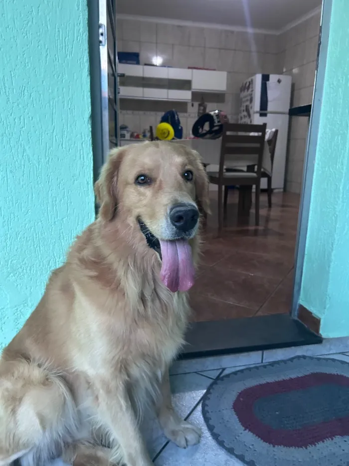 Cachorro raça Labrador idade 5 anos nome Apolo