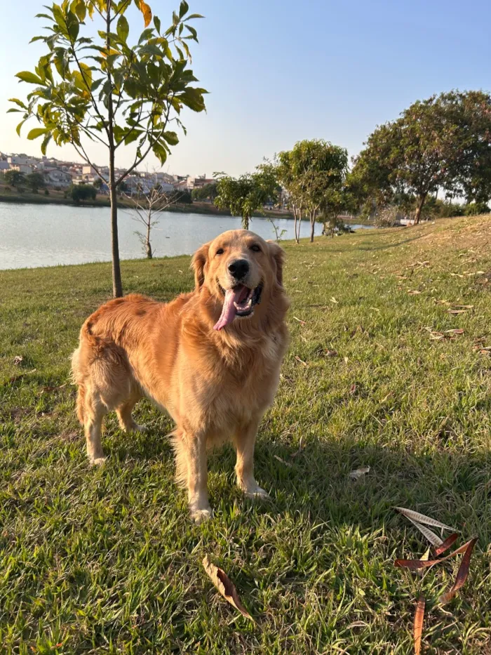 Cachorro raça Labrador idade 5 anos nome Apolo