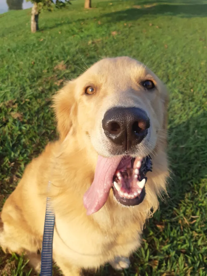 Cachorro raça Labrador idade 5 anos nome Apolo