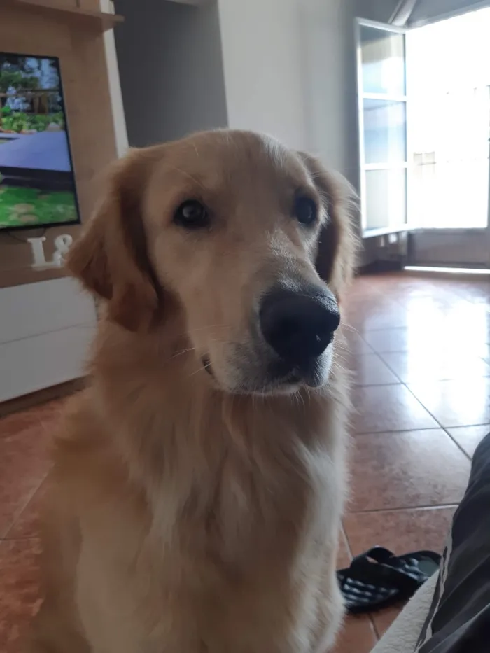 Cachorro raça Labrador idade 5 anos nome Apolo