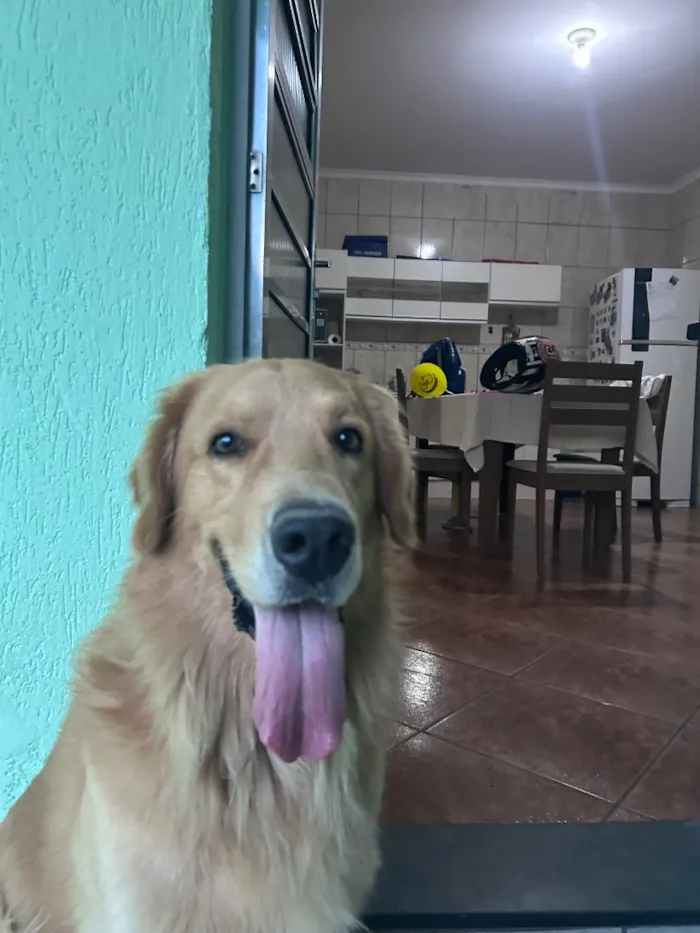 Cachorro raça Labrador idade 5 anos nome Apolo