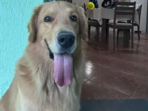 Cachorro raça Labrador idade 5 anos nome Apolo
