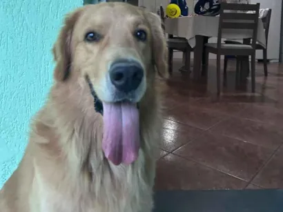 Cachorro raça Labrador idade 5 anos nome Apolo
