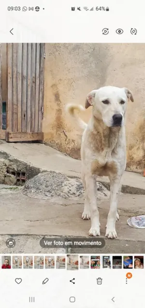 Cachorro raça SRD-ViraLata idade 4 anos nome Toni 