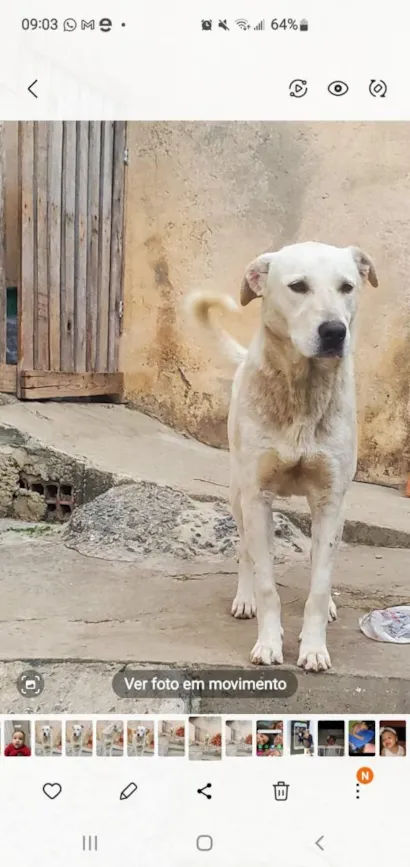 Cachorro raça SRD-ViraLata idade 4 anos nome Toni 