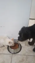 trovão 