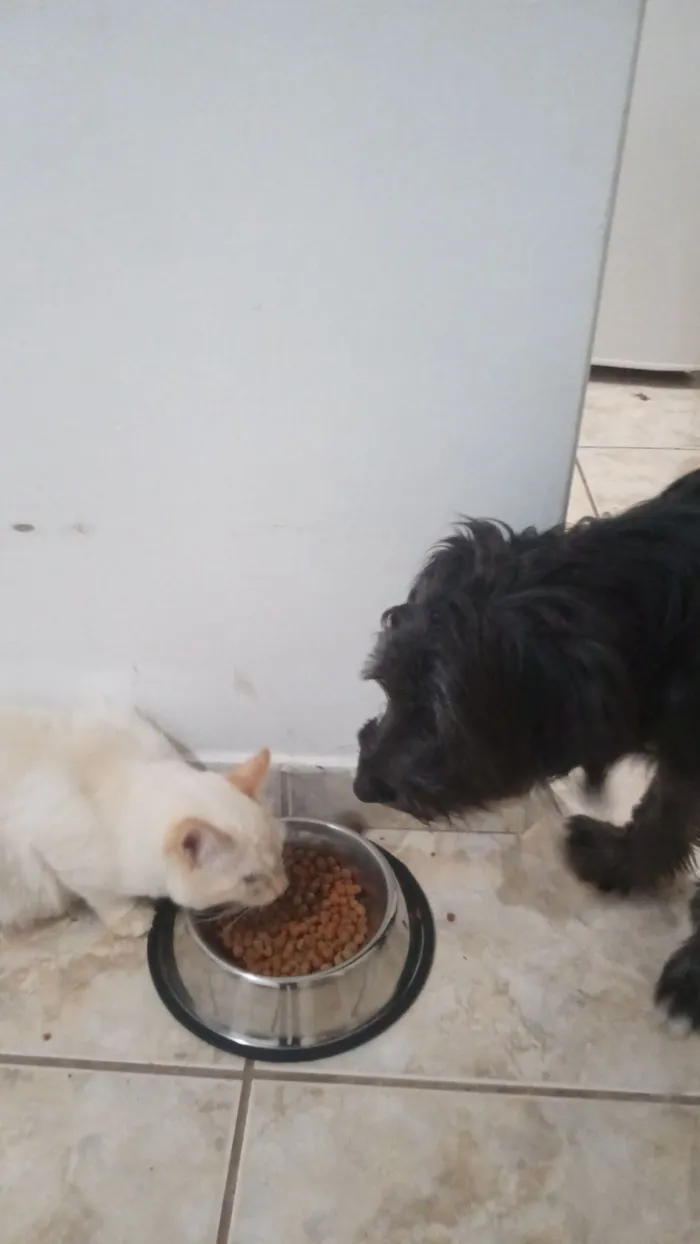 Cachorro raça SRD-ViraLata idade 1 ano nome trovão 