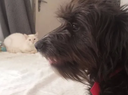 Cachorro raça SRD-ViraLata idade 1 ano nome trovão 