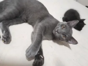 Gato raça SRD-ViraLata idade 2 a 6 meses nome S/N