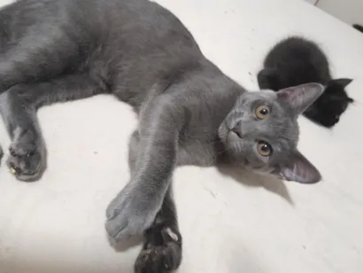 Gato raça SRD-ViraLata idade 2 a 6 meses nome S/N