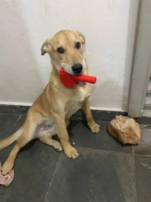 Cachorro raça SRD-ViraLata idade 4 anos nome Bento