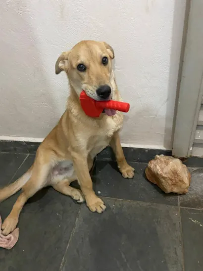 Cachorro raça SRD-ViraLata idade 4 anos nome Bento