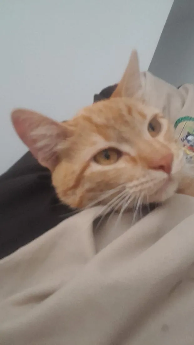 Gato raça SRD-ViraLata idade 1 ano nome Francisco