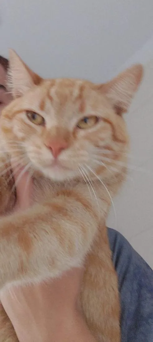 Gato raça SRD-ViraLata idade 1 ano nome Francisco