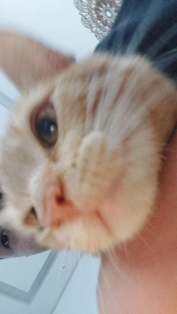 Gato raça SRD-ViraLata idade 1 ano nome Francisco