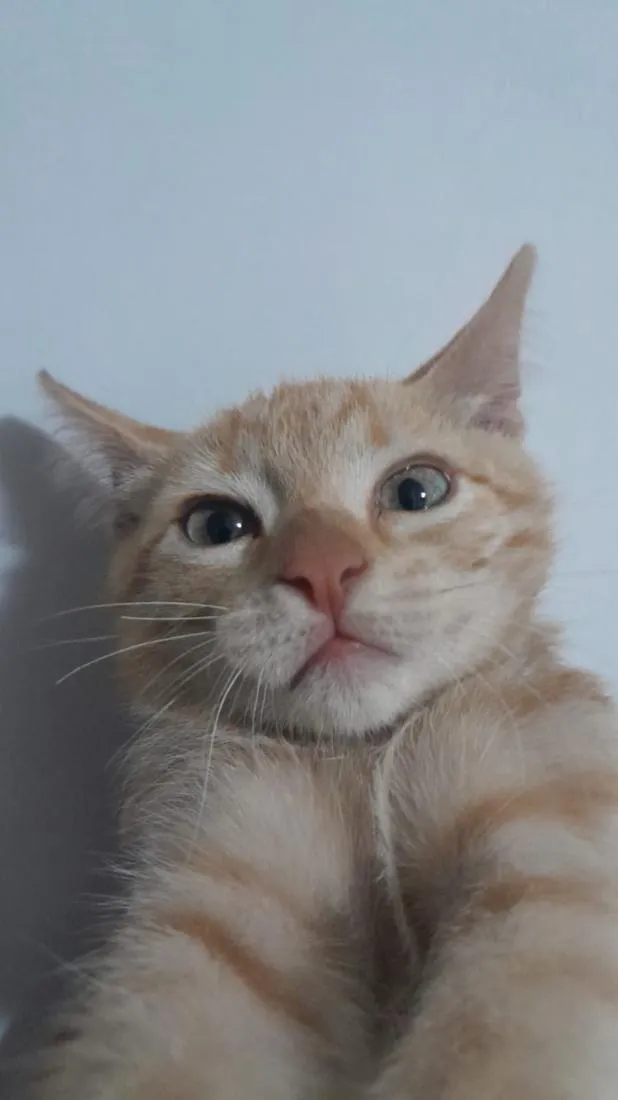 Gato raça SRD-ViraLata idade 1 ano nome Francisco