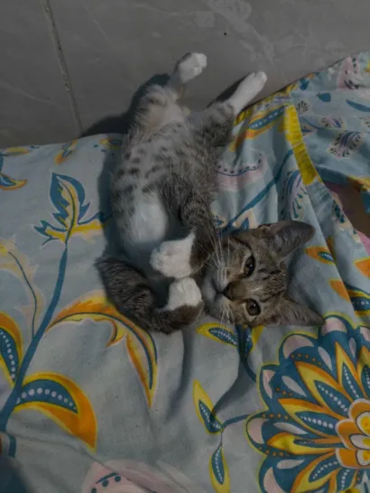 Gato raça SRD-ViraLata idade Abaixo de 2 meses nome scar 