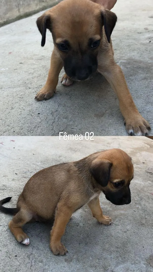 Cachorro raça SRD-ViraLata idade Abaixo de 2 meses nome mileide