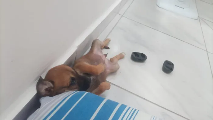 Cachorro raça SRD-ViraLata idade Abaixo de 2 meses nome mileide