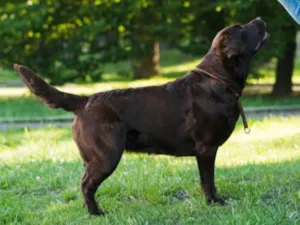 Cachorro raça SRD-ViraLata idade 2 a 6 meses nome teste