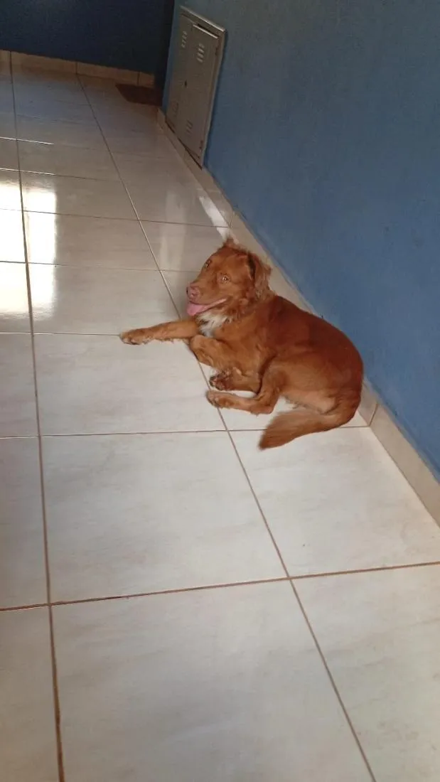 Cachorro raça SRD-ViraLata idade 1 ano nome caramelo