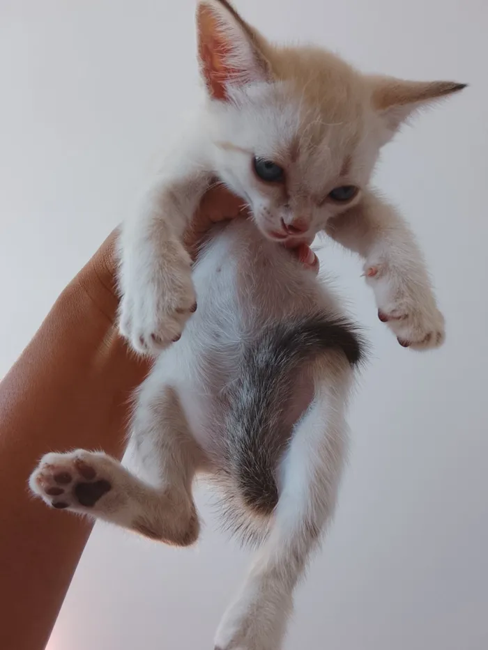 Gato raça SRD-ViraLata idade 2 a 6 meses nome BRANQUINHO