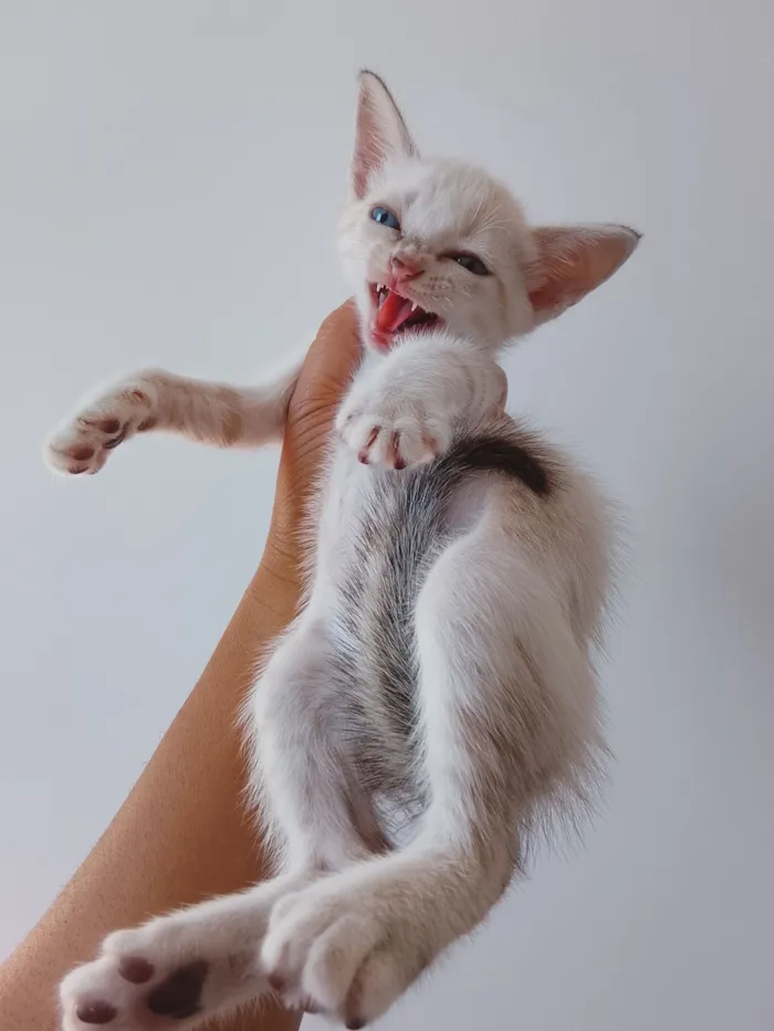 Gato raça SRD-ViraLata idade 2 a 6 meses nome BRANQUINHO