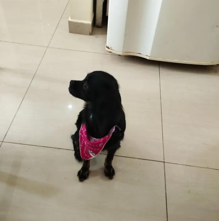 Cachorro raça SRD-ViraLata idade 7 a 11 meses nome Kiara