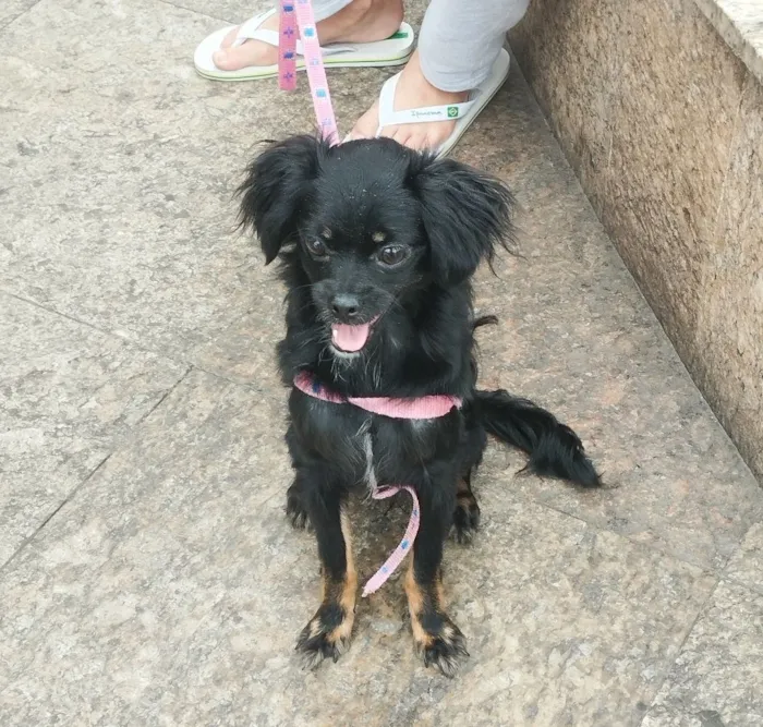 Cachorro raça SRD-ViraLata idade 7 a 11 meses nome Kiara