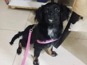 Cachorro raça SRD-ViraLata idade 7 a 11 meses nome Kiara