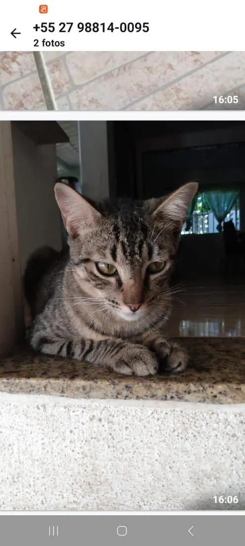 Gato raça SRD-ViraLata idade 1 ano nome Mijona