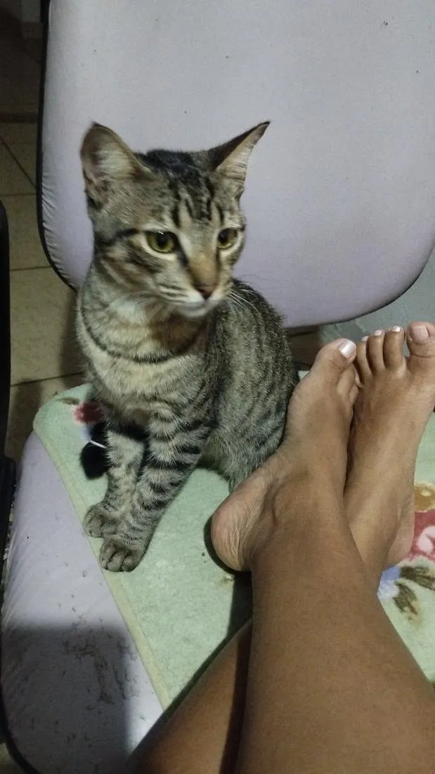 Gato raça SRD-ViraLata idade 1 ano nome Mijona