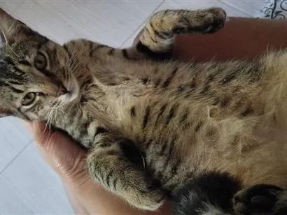 Gato raça SRD-ViraLata idade 1 ano nome Mijona