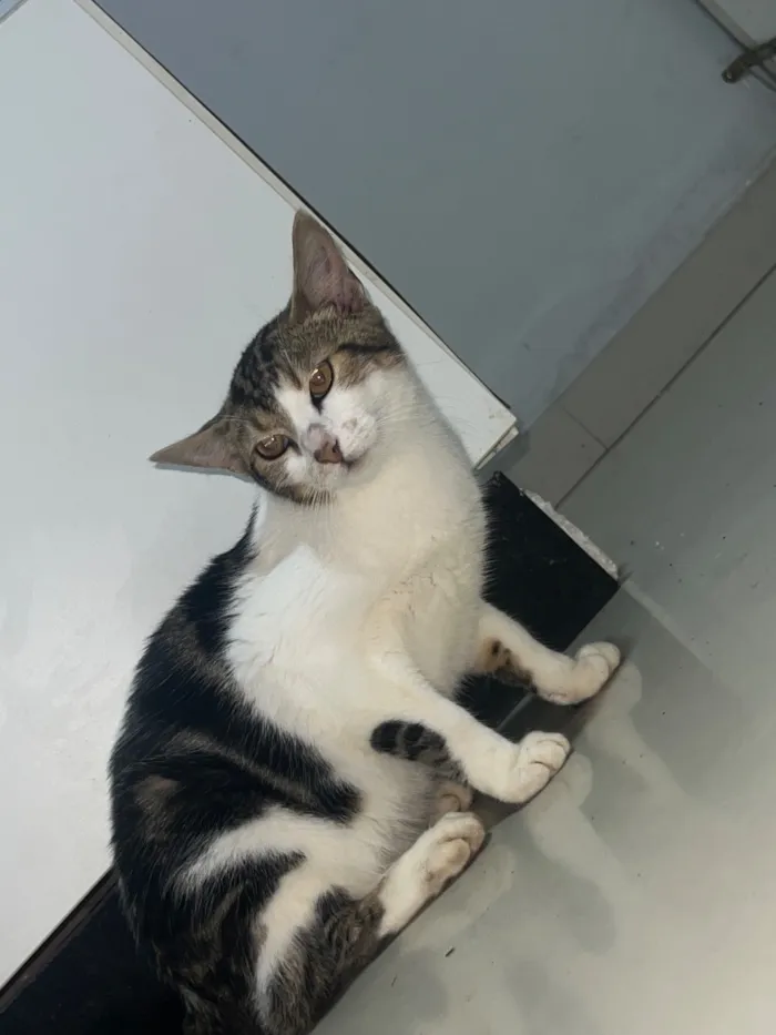 Gato raça SRD-ViraLata idade 1 ano nome Wil, Nina e pururuca