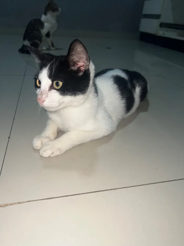 Gato raça SRD-ViraLata idade 1 ano nome Wil, Nina e pururuca