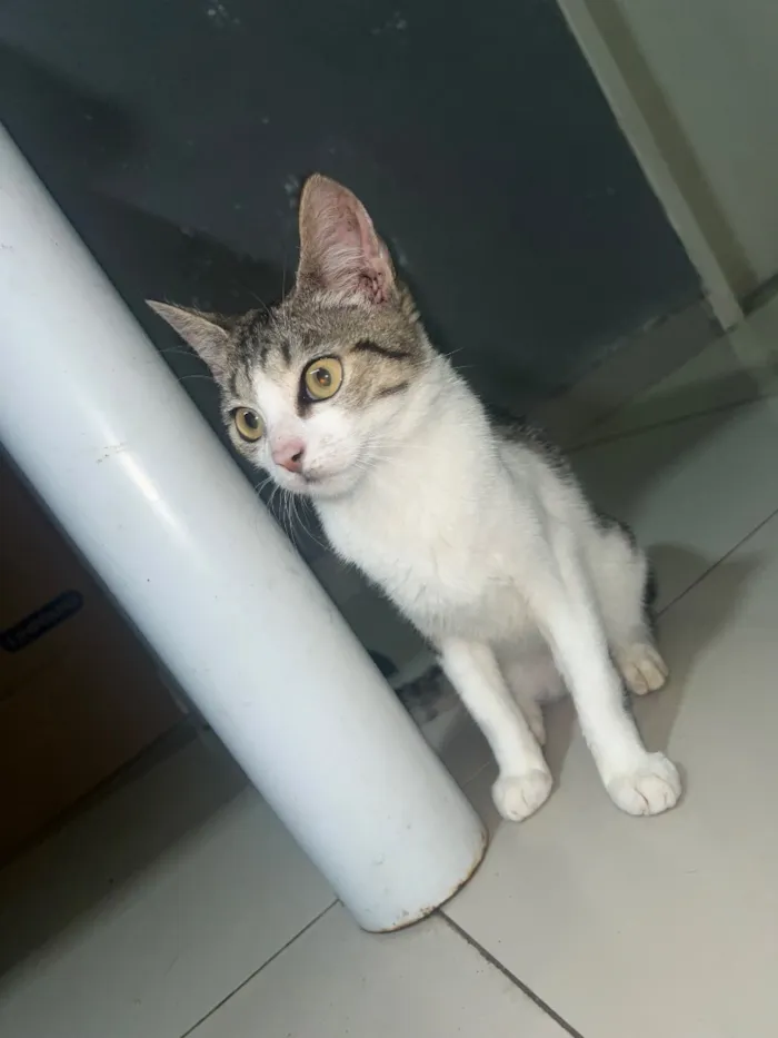 Gato raça SRD-ViraLata idade 1 ano nome Wil, Nina e pururuca