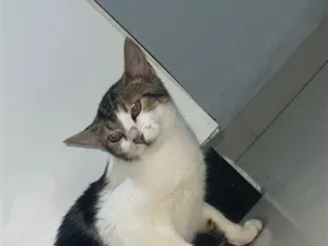 Gato raça SRD-ViraLata idade 1 ano nome Wil, Nina e pururuca