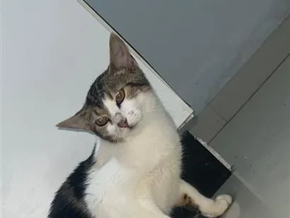 Gato raça SRD-ViraLata idade 1 ano nome Wil, Nina e pururuca