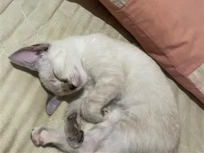 Gato raça SRD-ViraLata idade 2 a 6 meses nome Gigi