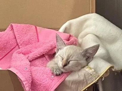 Gato raça SRD-ViraLata idade 2 a 6 meses nome Gigi