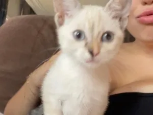 Gato raça SRD-ViraLata idade 2 a 6 meses nome Gigi