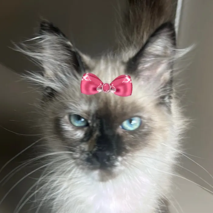 Gato raça Siamês idade 2 a 6 meses nome Pedrita 