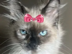 Gato raça Siamês idade 2 a 6 meses nome Pedrita 