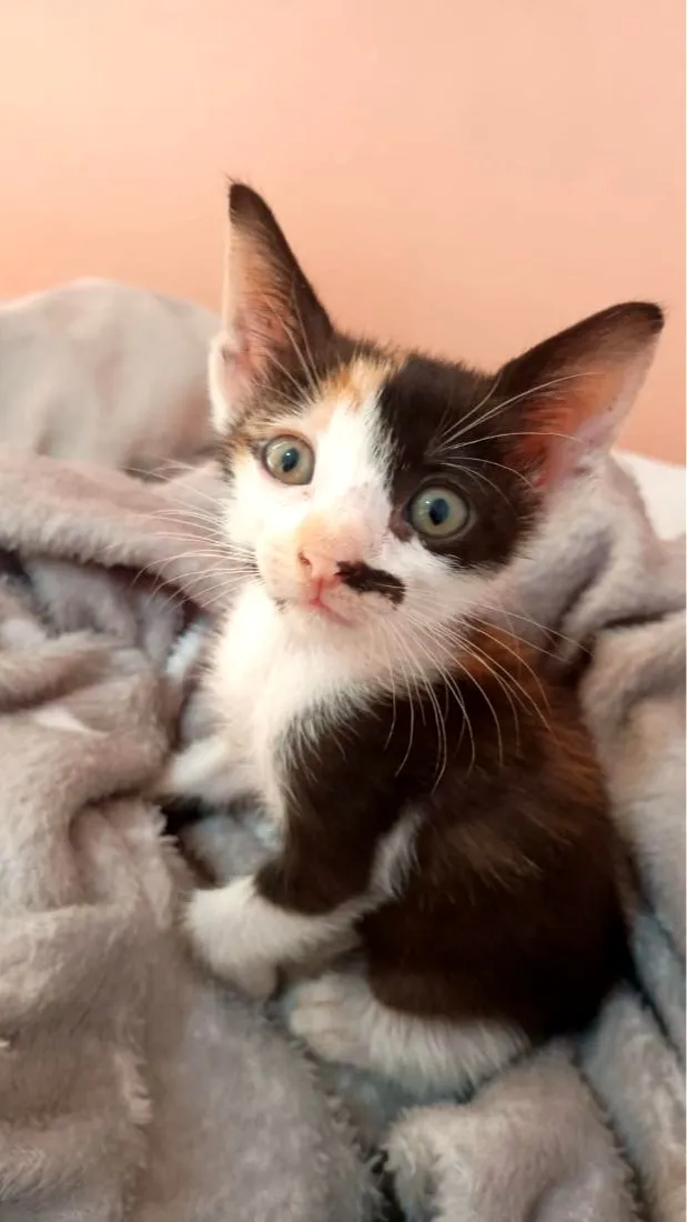 Gato raça SRD-ViraLata idade Abaixo de 2 meses nome Lulu