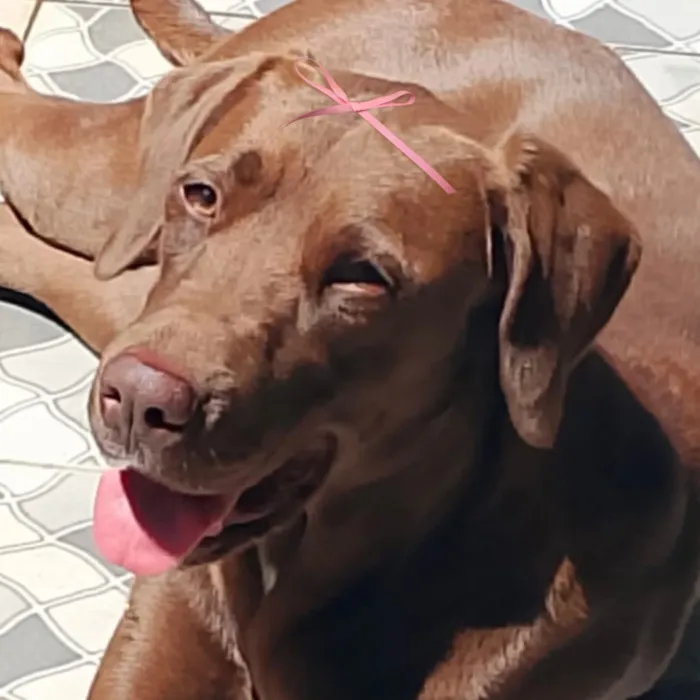 Cachorro raça Labrador idade 7 a 11 meses nome Cacau 