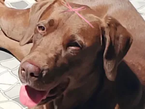 Cachorro raça Labrador idade 7 a 11 meses nome Cacau 