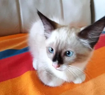 Gato raça SRD-ViraLata idade 2 a 6 meses nome teste