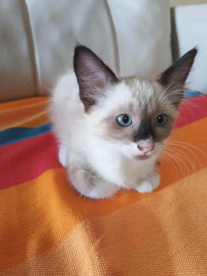 Gato raça SRD-ViraLata idade 2 a 6 meses nome teste