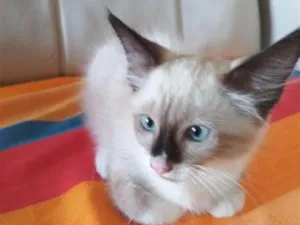 Gato raça SRD-ViraLata idade 2 a 6 meses nome teste